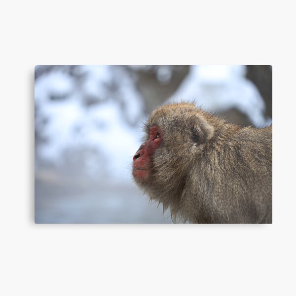 Snow Monkey Metal Print