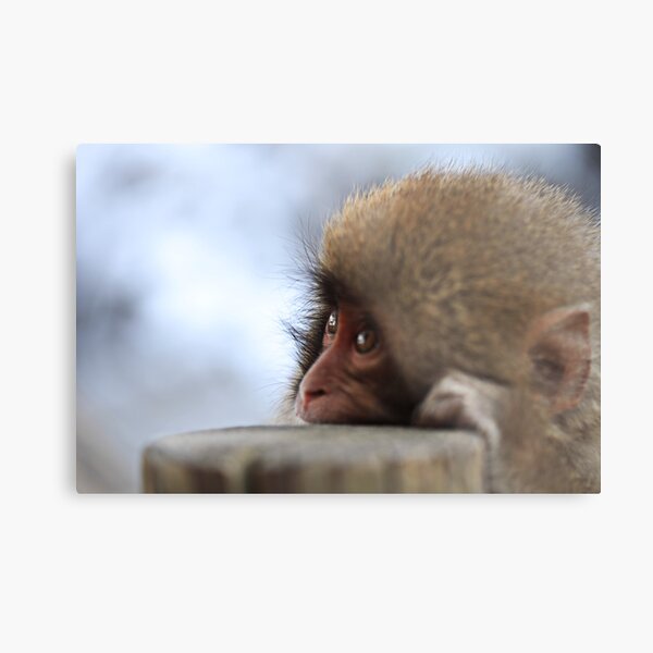 Baby Snow Monkey Metal Print