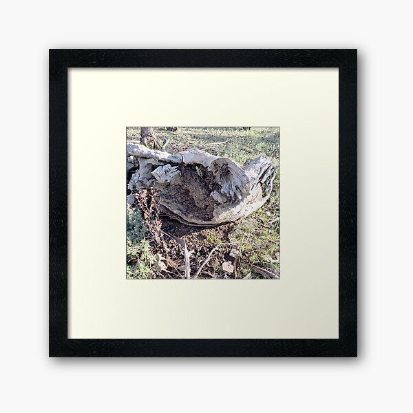 Gough's Range Stump Exposure Framed Art Print