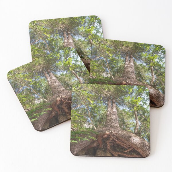 Item preview, Bottom view of a large tree and its huge roots that come out of the ground designed and sold by brambillasimone.