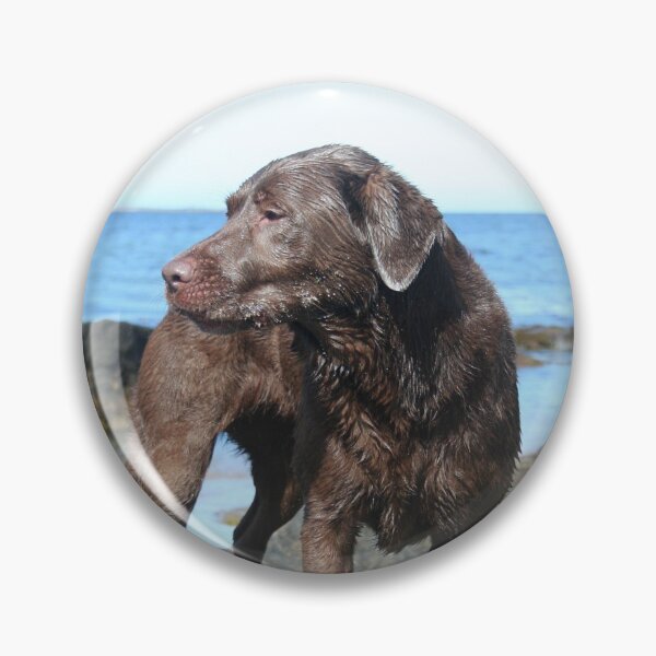 Item preview, Labrador chocolate en la playa designed and sold by Espirius.