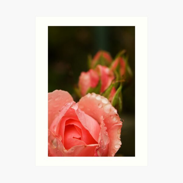 Pink roses in the rain Art Print