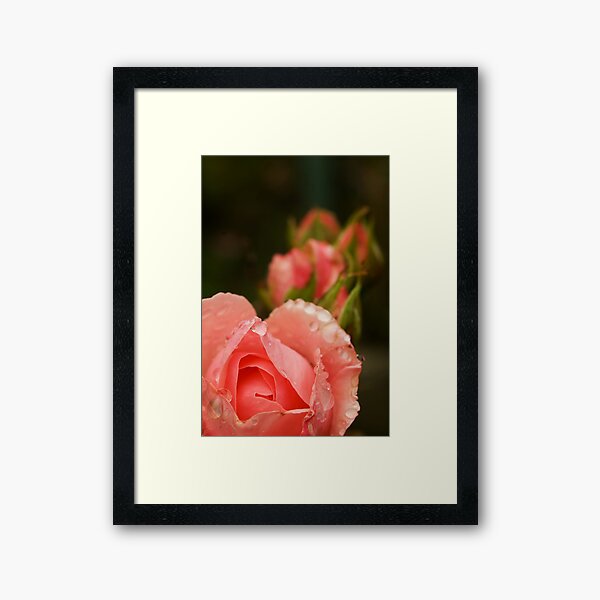 Pink roses in the rain Framed Art Print