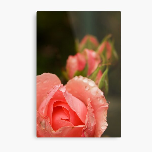 Pink roses in the rain Metal Print
