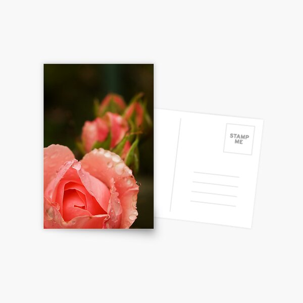 Pink roses in the rain Postcard
