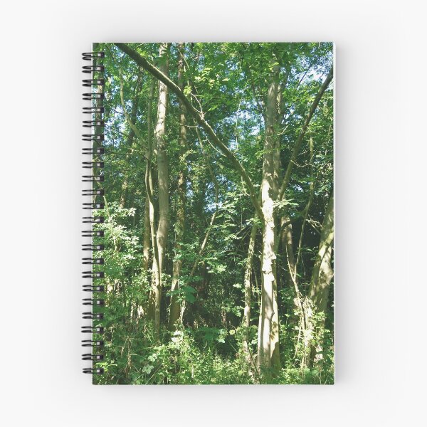 Item preview, Sunlight on tree trunks, Hob Moor, York designed and sold by paulboizot.