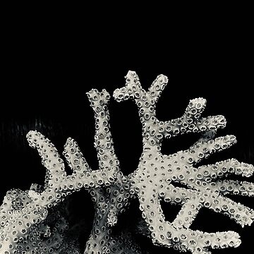 Artwork thumbnail, More Coral by QandQs