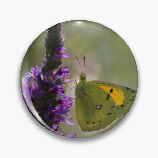 Item preview, Dark clouded yellow butterfly designed and sold by pietrofoto.