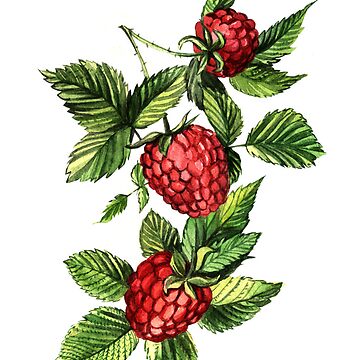 Vorschaubild zum Design Himbeeren von Anna Yudina