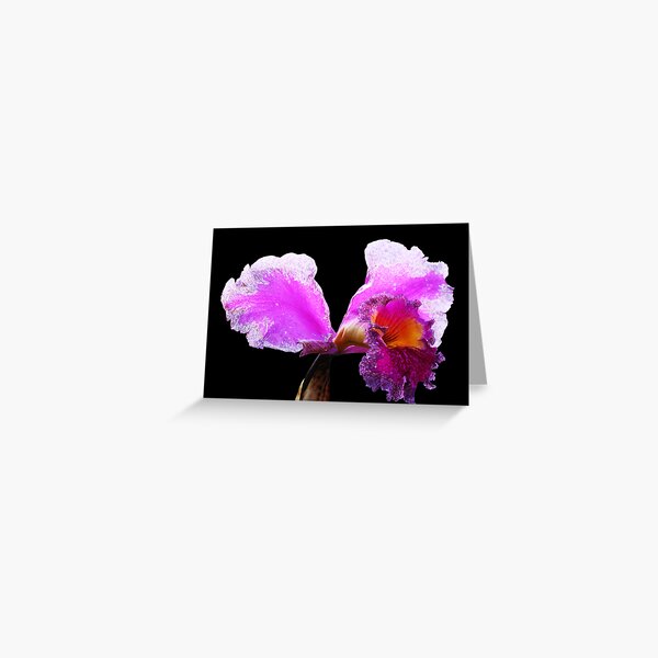 Intrigue ! Greeting Card