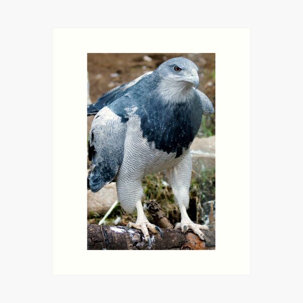 Item preview, 7-13blackbeardedeagle designed and sold by pcfyi.