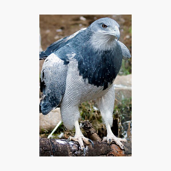 Item preview, 7-13blackbeardedeagle designed and sold by pcfyi.