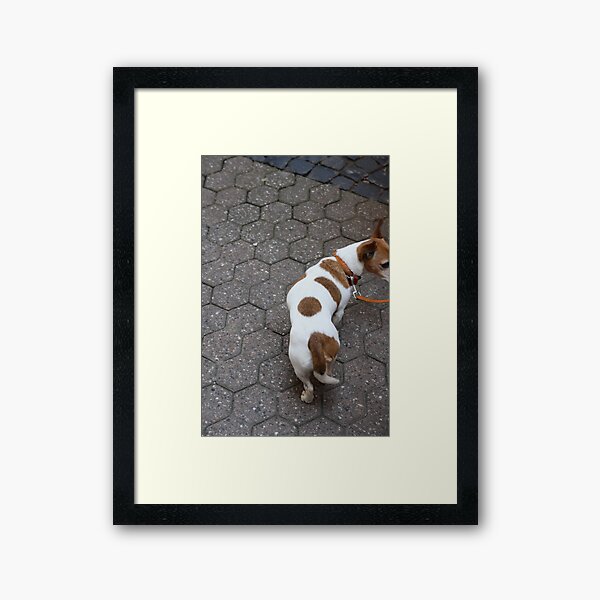Nosy Dog Framed Art Print