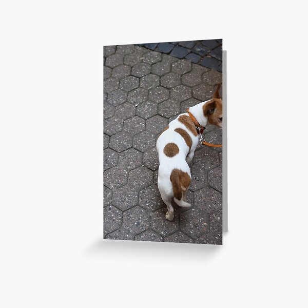 Nosy Dog Greeting Card