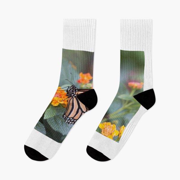 Item preview, Monarch butterfly designed and sold by pietrofoto.