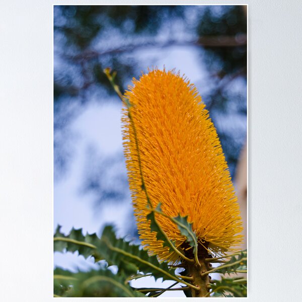 Ashby's Banksia (Banksia ashbyi) I Poster