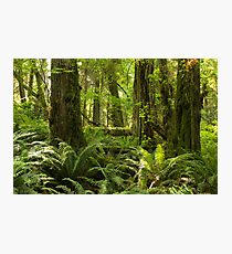 Green Abundance Photographic Print