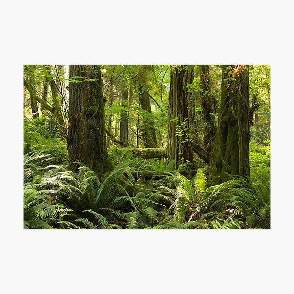 Green Abundance Photographic Print