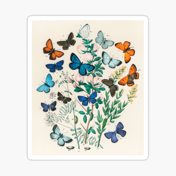 Lithograph Cottagecore Butterfly and Flowers Insect Print Sticker