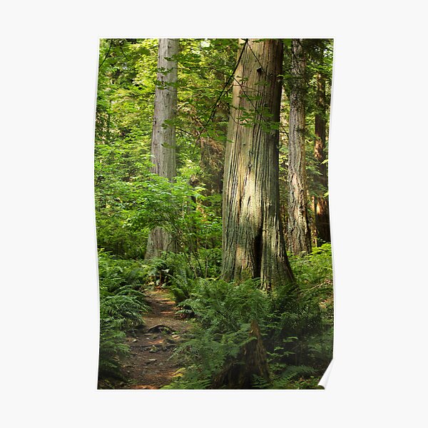 Wooden Pillars Supporting a Ceiling of Green Poster