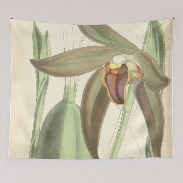 Item preview, Sudamerlycaste gigantea or Ida gigantea (as Lycaste gigantea) Curtis' 92 (Ser. 3 no. 22) pl. 5616 (1866) designed and sold by EsotericBotanic.
