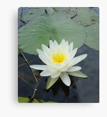 WATERLILY - NYMPHAEA ODORATA Metal Print