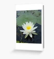WATERLILY - NYMPHAEA ODORATA Greeting Card