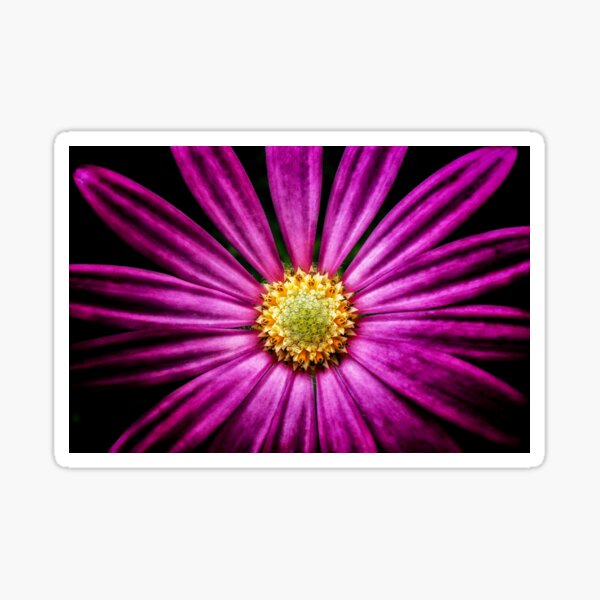 Purple Cosmos Sticker