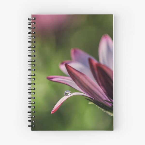 Item preview, Osteospermum. designed and sold by John Ray.