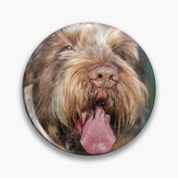 Artikelvorschau, Glücklicher entspannter Spinone entworfen und verkauft von FOLK ART FUSION.
