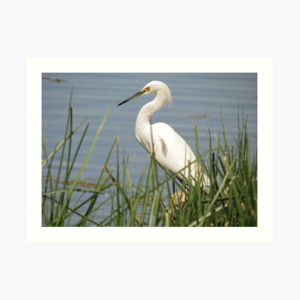 Snowy Egret Art Print