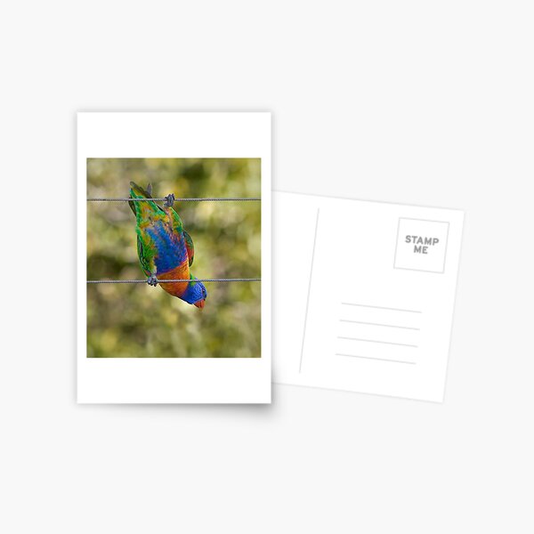 Bird on a wire Postcard