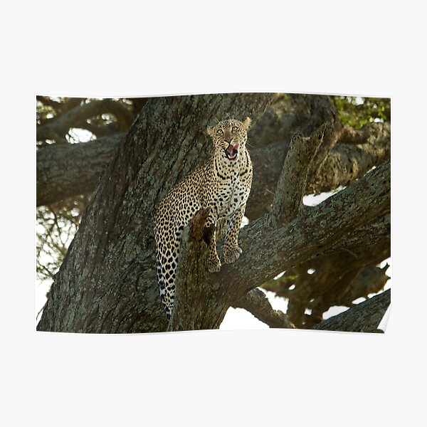Leopard on a tree Poster