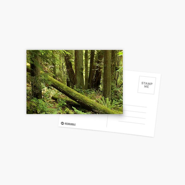Deep Forest Postcard