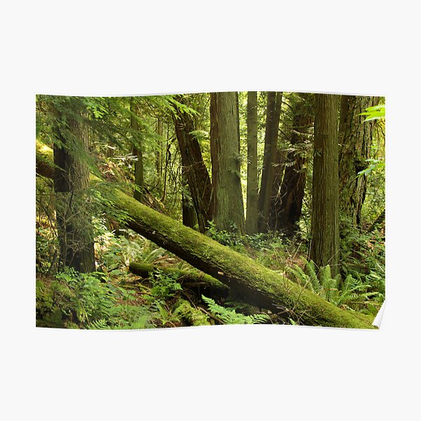 Deep Forest Poster