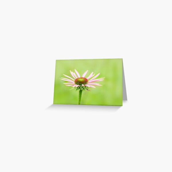 Purple Coneflower (Echinacea purpurea) Greeting Card