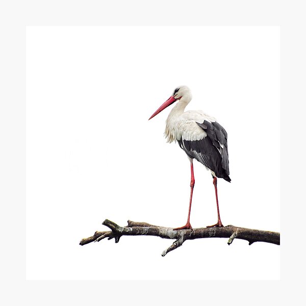 Stork Photographic Print
