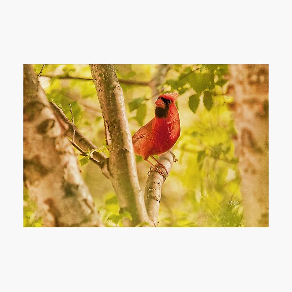 Item preview, Cardinal Rules designed and sold by Lois  Bryan.