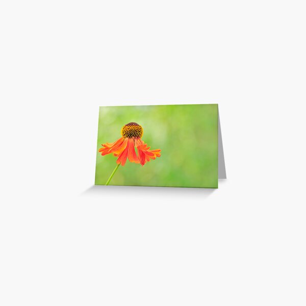 Echinacea paradoxa Greeting Card