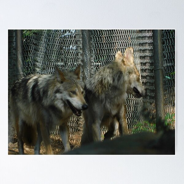 Item preview, Los lobos designed and sold by Izayo-Darke1.
