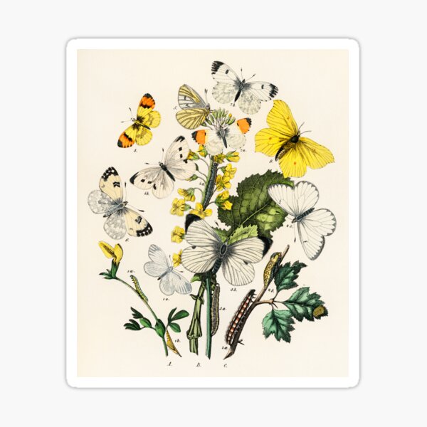 Yellow and White Butterflies and Flowers and Plants Cottagecore Nature Illustration Sticker