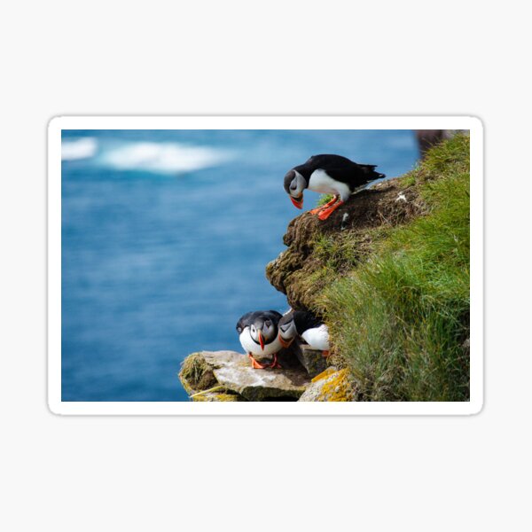 Item preview, Peeking Puffins designed and sold by majesticplanet.