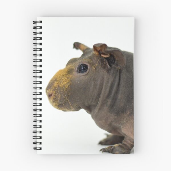 Item preview, Skinny Pig Hairless Guinea Pig  designed and sold by Bogglesandboops.