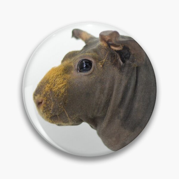 Item preview, Skinny Pig Hairless Guinea Pig  designed and sold by Bogglesandboops.