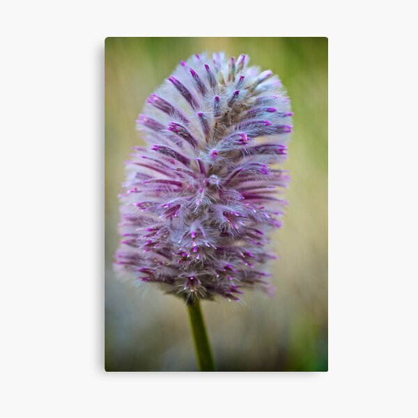 Item preview, Macro Flower 4 designed and sold by D-GaP.