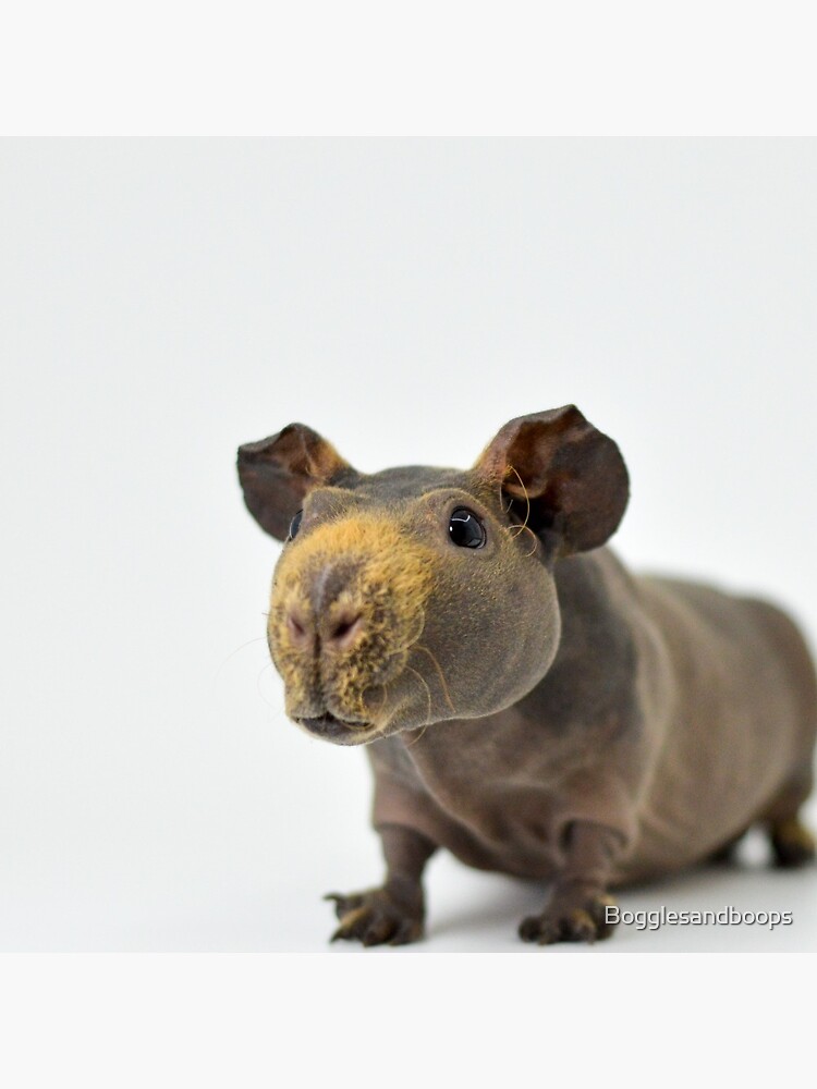 Hairless guinea pig for sales sale