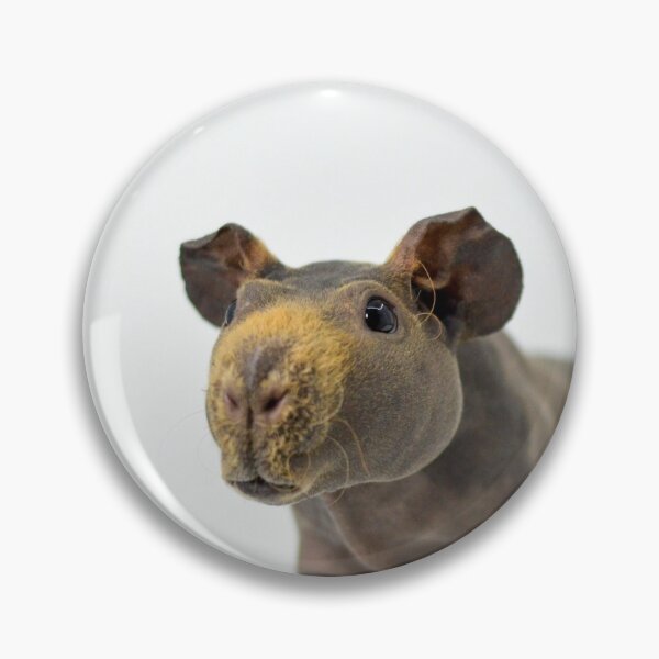 Item preview, Skinny Pig Hairless Guinea Pig  designed and sold by Bogglesandboops.