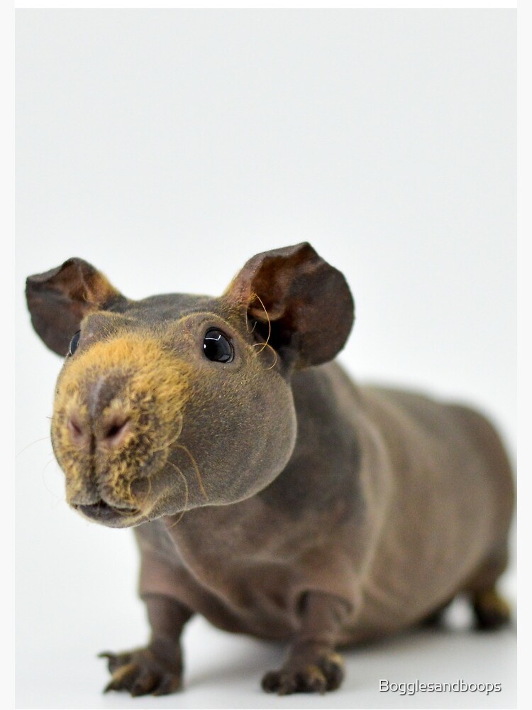 Baby skinny pig for sales sale