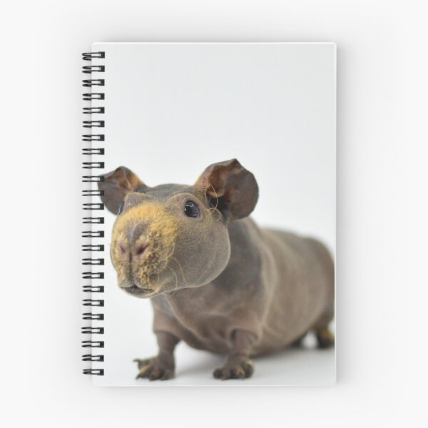 Item preview, Skinny Pig Hairless Guinea Pig  designed and sold by Bogglesandboops.