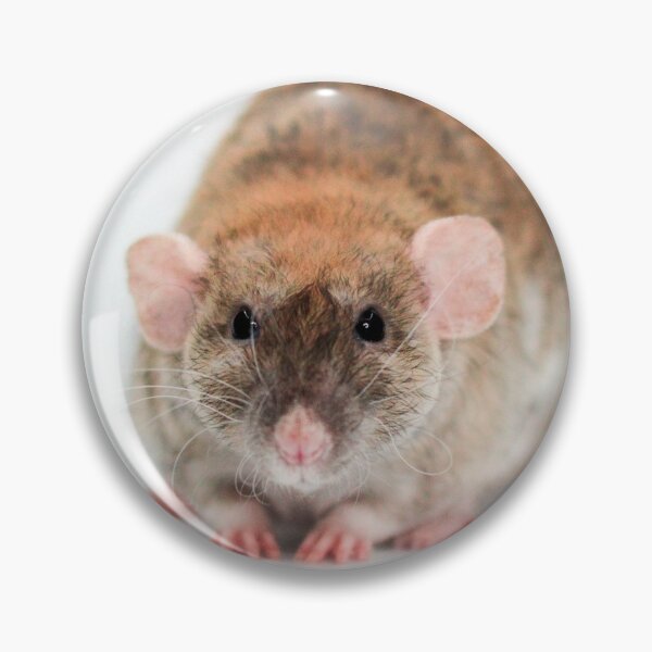 Item preview, Cute Fluffy Rat designed and sold by Bogglesandboops.